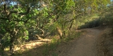Sylvan Trail